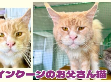 【チャンピオン猫】お父さん猫をご紹介🐾【メインクーン】