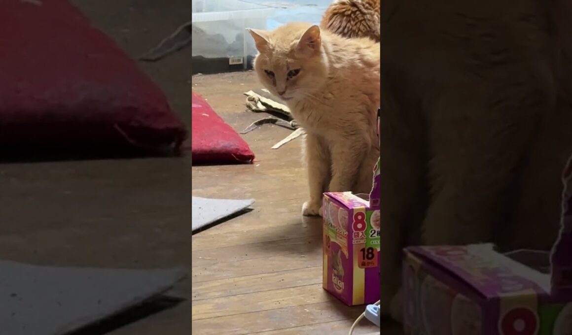 ミヌエットのクリーム「シャムの子ネコ雫ちゃん、我が家の食事場所に来たね。しっかり、お食べ」