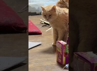 ミヌエットのクリーム「シャムの子ネコ雫ちゃん、我が家の食事場所に来たね。しっかり、お食べ」