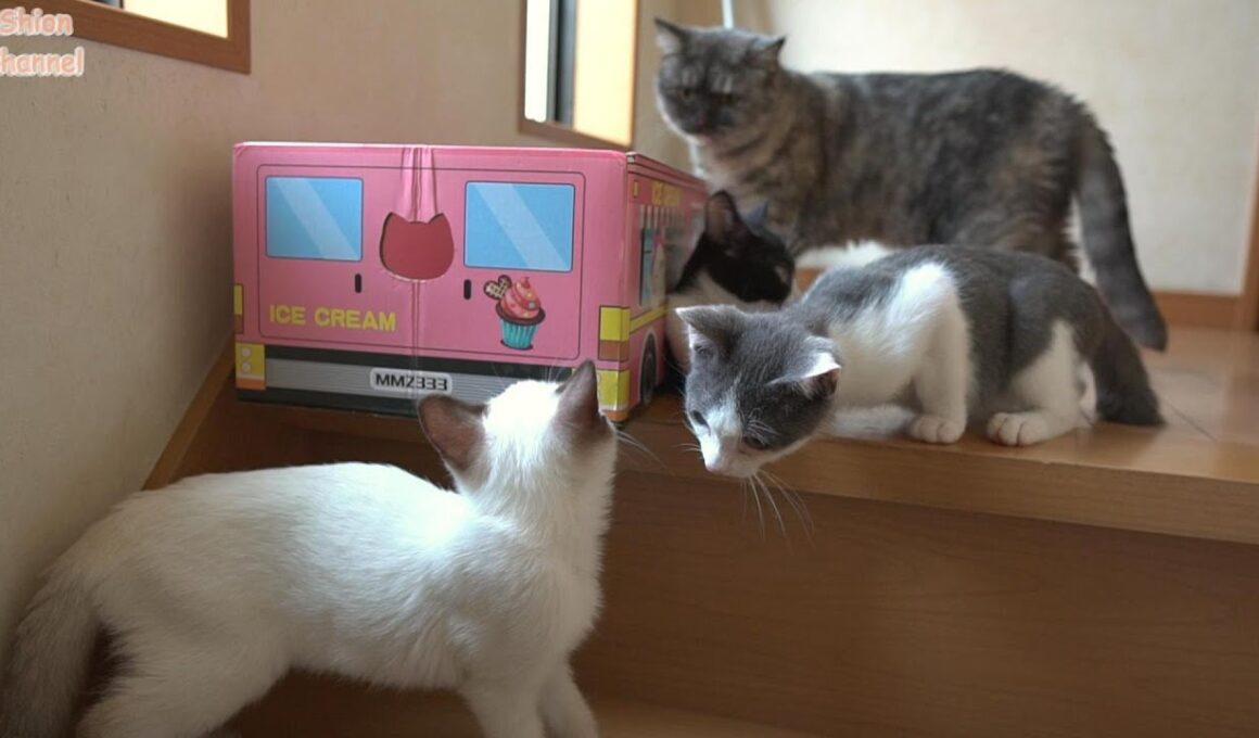 階段から下りられなくなった子猫を心配して駆けつける猫たち