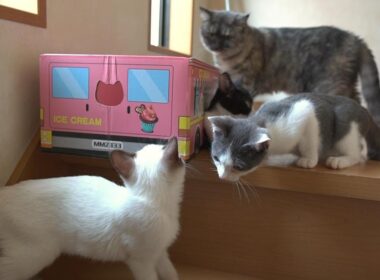 階段から下りられなくなった子猫を心配して駆けつける猫たち