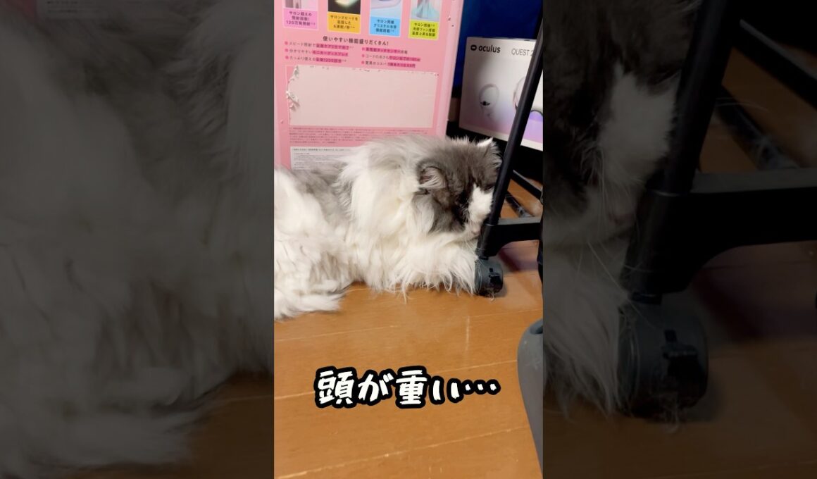 頭が重たいらしいモコちゃん #マンチカン