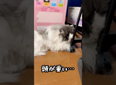 頭が重たいらしいモコちゃん #マンチカン
