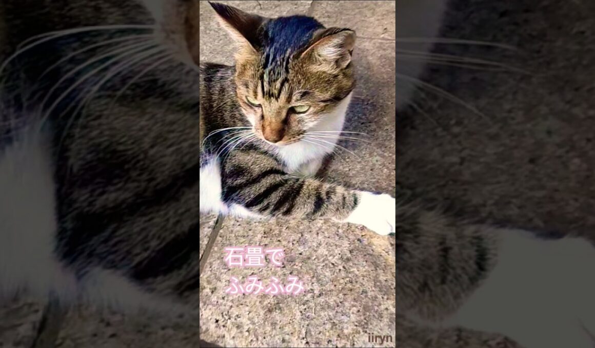 神社に居た猫  暑い中 聴こえるのは蝉時々猫の声。#shortsvideo #cat #gato #gata #shrine #cicada #猫#ねこ#神社#蝉の声