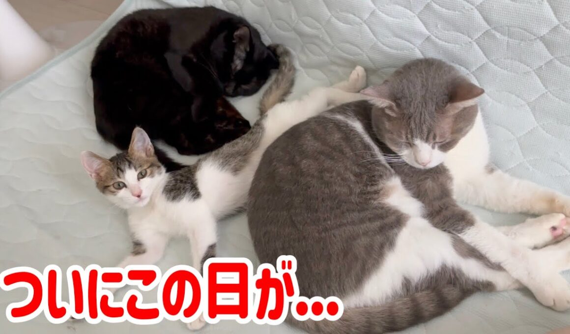 【感動】朝起きたら子猫と先住猫が一緒に寝てました