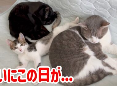 【感動】朝起きたら子猫と先住猫が一緒に寝てました