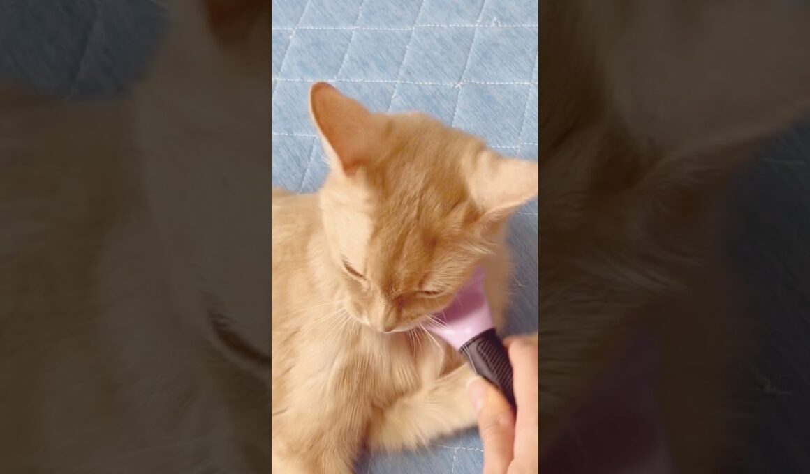 ブラッシング断固拒否　#shorts #ソマリ#猫
