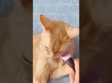 ブラッシング断固拒否　#shorts #ソマリ#猫