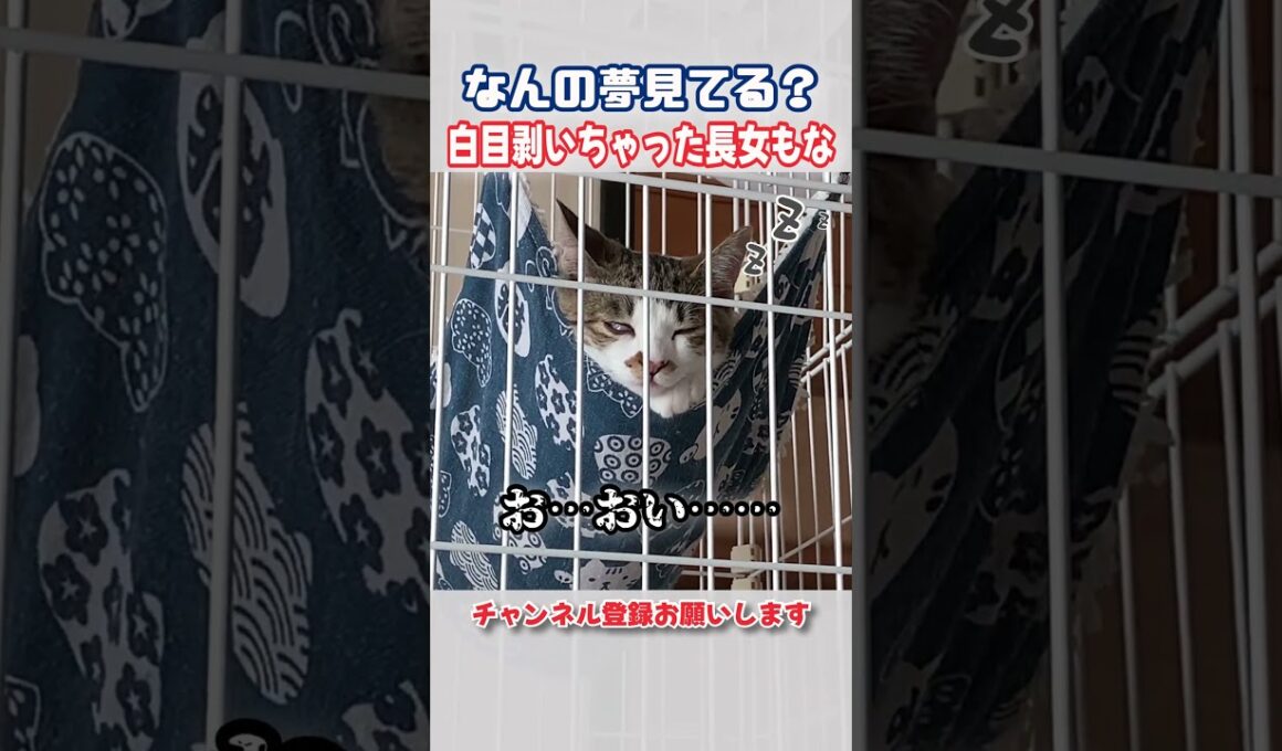 寝顔が過去イチブサイクな癒し猫　#猫 #shorts
