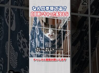 寝顔が過去イチブサイクな癒し猫　#猫 #shorts