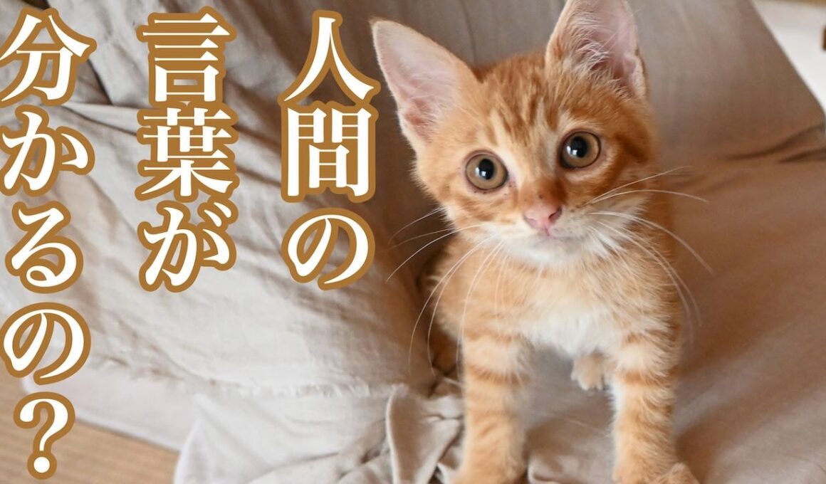 人間の言葉が分かるの？／子猫を保護して不思議だったこと