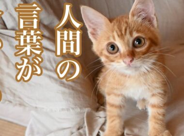 人間の言葉が分かるの？／子猫を保護して不思議だったこと