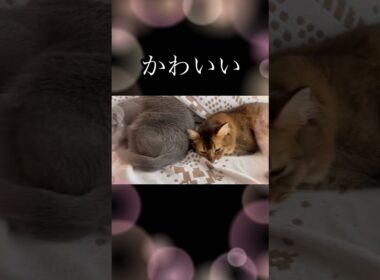 並んでお昼寝する猫たち #ロシアンブルー #ソマリ #ねこのいる暮らし