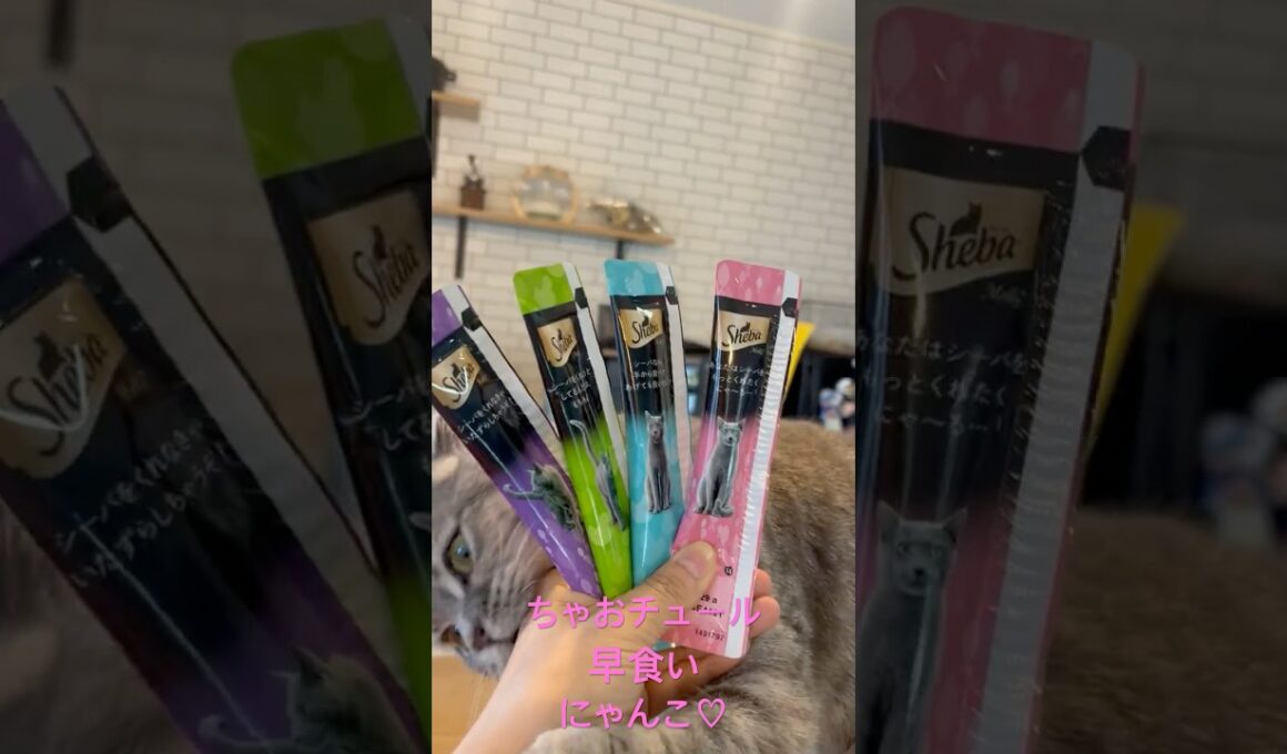 ちゃおチュール早食い（？）する猫が可愛過ぎる！！