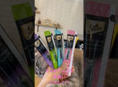 ちゃおチュール早食い（？）する猫が可愛過ぎる！！