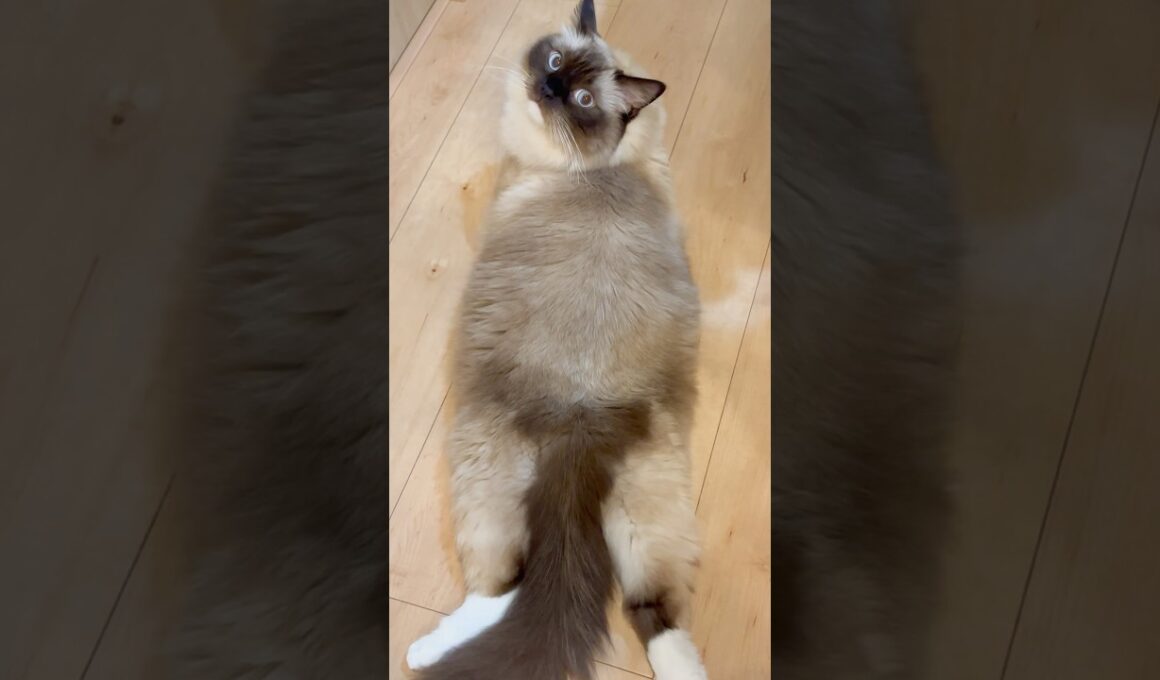 この猫時計、あなたは絶対欲しくなる！　#ラグドールのもる #ragdollcatsmoru