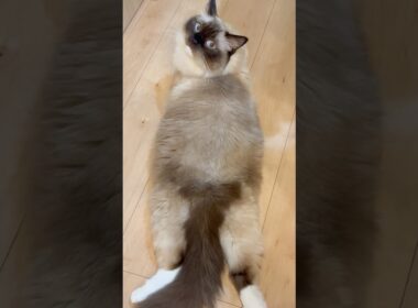 この猫時計、あなたは絶対欲しくなる！　#ラグドールのもる #ragdollcatsmoru