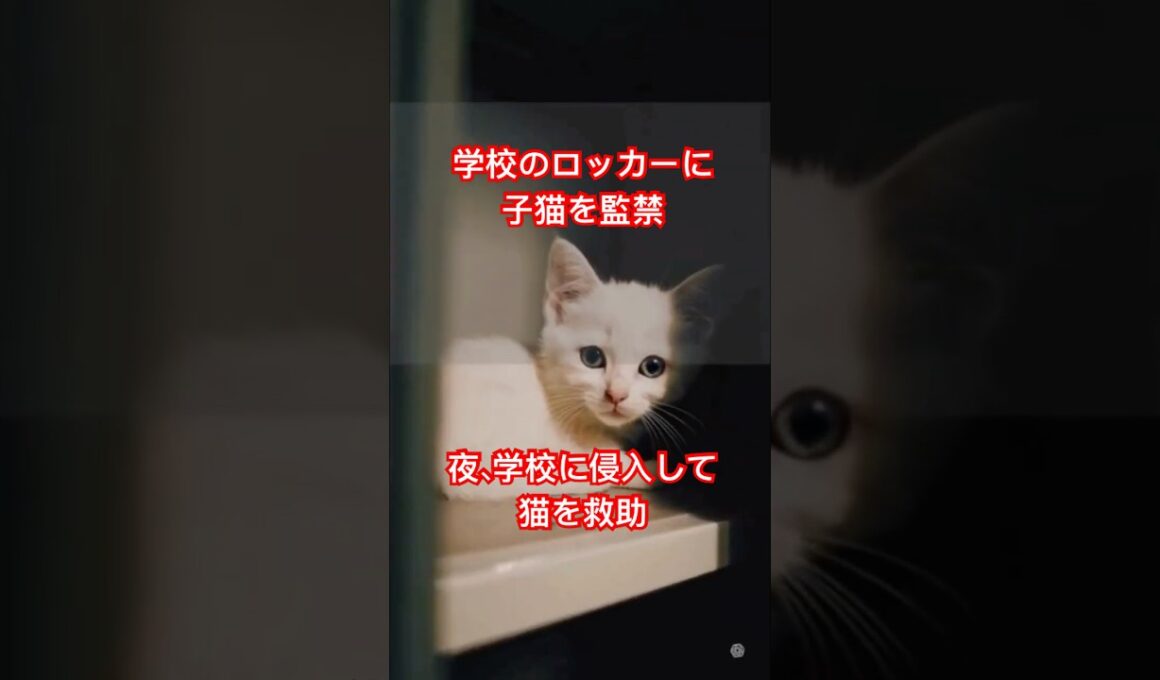 学校で見つけた子猫の運命は？ #cat   ＃short
