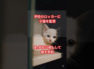学校で見つけた子猫の運命は？ #cat   ＃short
