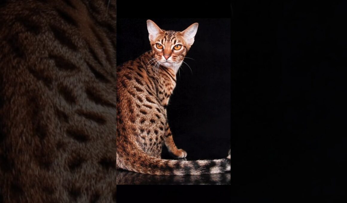 #ocicat #amantideigatti #perte #pertegatti #robertacatani #educatorefelino #consulentefelino