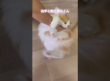 ねこVSおぢ #マンチカン #猫のいる暮らし #猫 #ネコ #ねこ #cat #猫好きさんと繋がりたい #shorts
