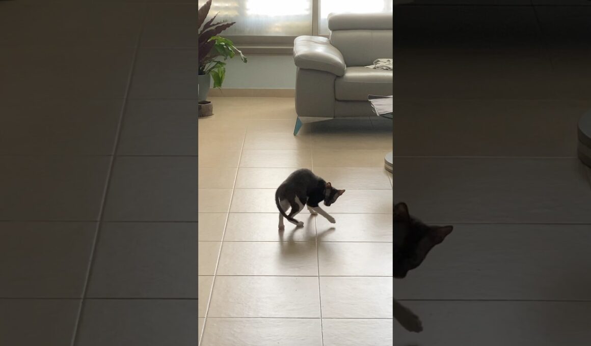 Our cat chasing is own tail 😂   #cat #shorts #funny