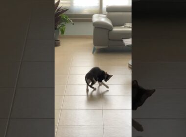 Our cat chasing is own tail 😂   #cat #shorts #funny