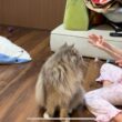 あやとりの紐が気になる猫　サイベリアン