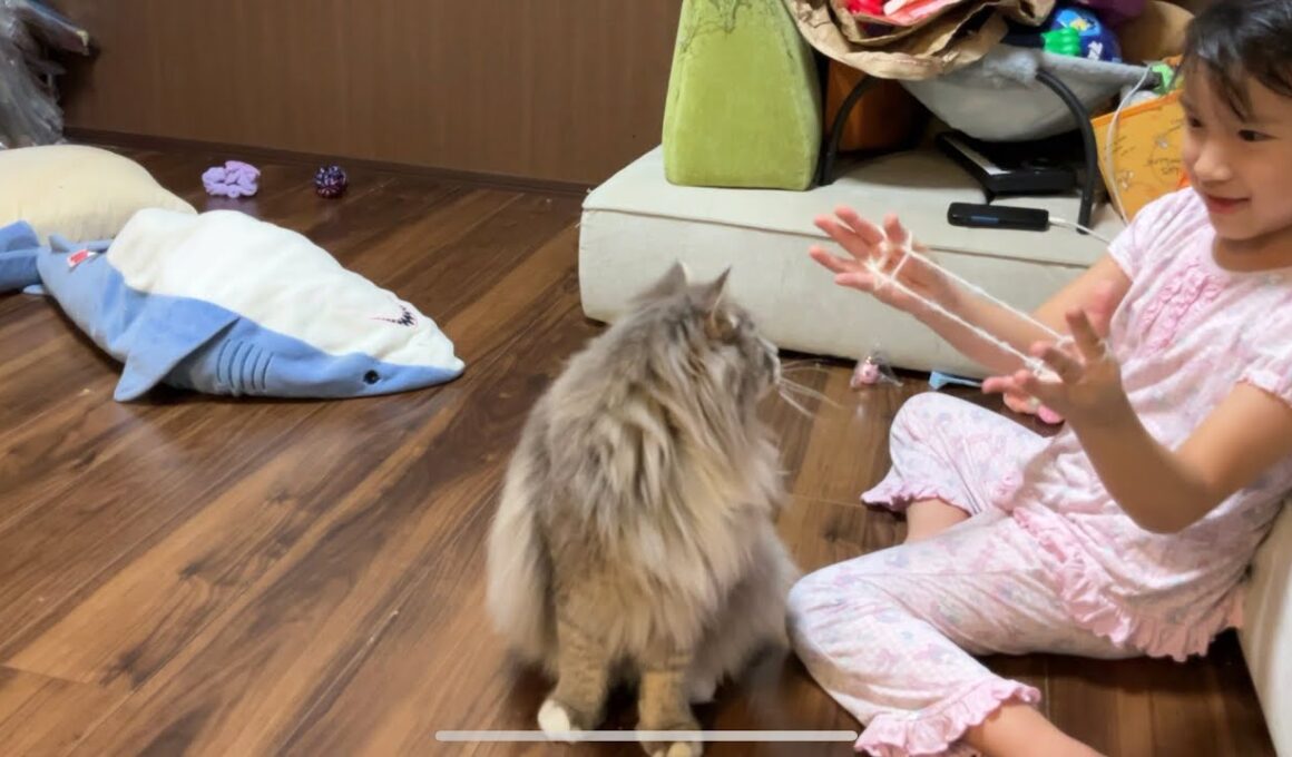 あやとりの紐が気になる猫　サイベリアン