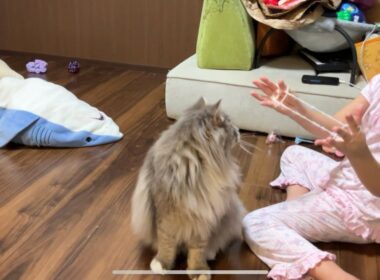 あやとりの紐が気になる猫　サイベリアン