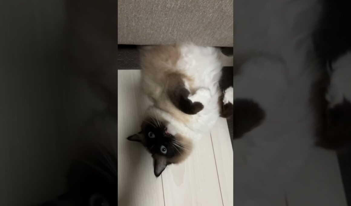 ラグドールのたぬきが下から見ている #cute #pets #kitty #cat #ragdoll #cats #ラグドール #猫