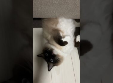 ラグドールのたぬきが下から見ている #cute #pets #kitty #cat #ragdoll #cats #ラグドール #猫