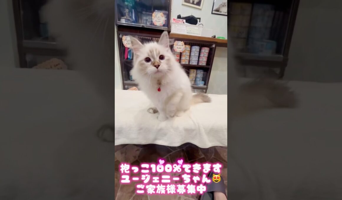 抱っこが100%できる人間大好きな#サイベリアン  #子猫 ユージェニーちゃん😻吉祥寺のサイベリアン専門店ロイヤルキャッツでご家族様をお待ちしてます#ペットショップ