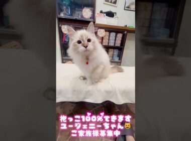 抱っこが100%できる人間大好きな#サイベリアン  #子猫 ユージェニーちゃん😻吉祥寺のサイベリアン専門店ロイヤルキャッツでご家族様をお待ちしてます#ペットショップ