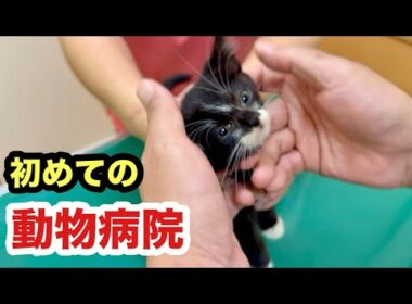 保護した子猫を動物病院へ連れて行きました