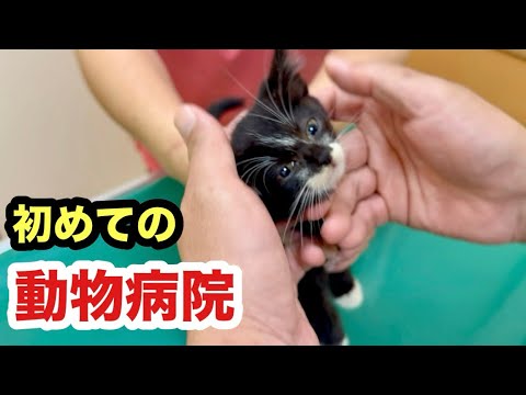 保護した子猫を動物病院へ連れて行きました