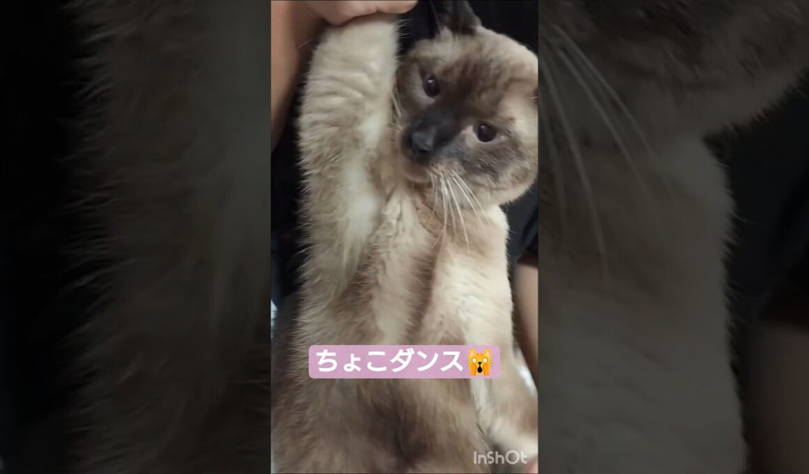 ちょこダンスによる成長記録😸 #シャム猫 #たぬき猫 #ねこのいる生活 ねこ