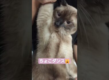 ちょこダンスによる成長記録😸 #シャム猫 #たぬき猫 #ねこのいる生活 ねこ