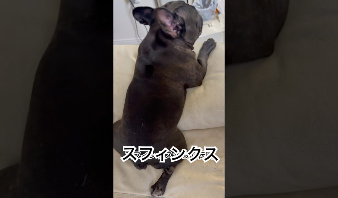 【夕方の凛さん】スフィンクスからの転回をする黒いフレンチブルドッグ🐶#frenchie #frenchbulldog #frenchbulldoglife #shorts