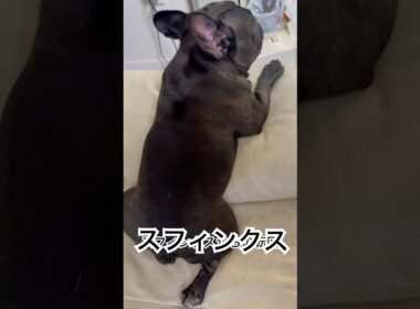 【夕方の凛さん】スフィンクスからの転回をする黒いフレンチブルドッグ🐶#frenchie #frenchbulldog #frenchbulldoglife #shorts