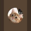 猫のさりり45