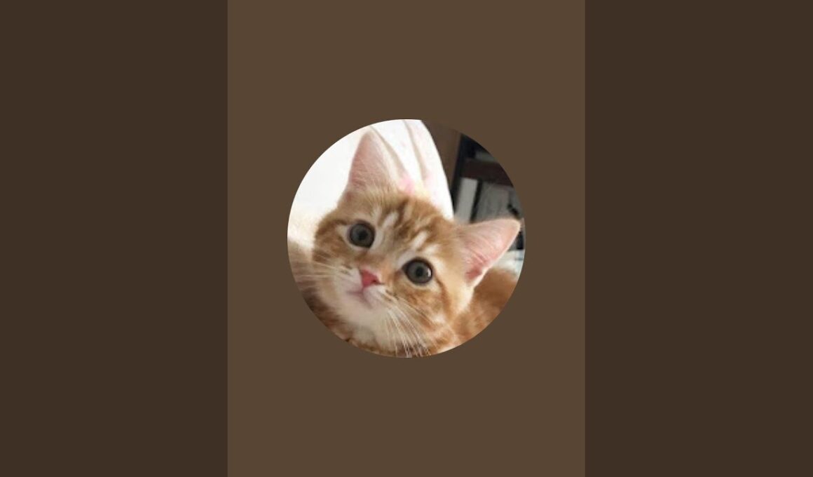 猫のさりり45