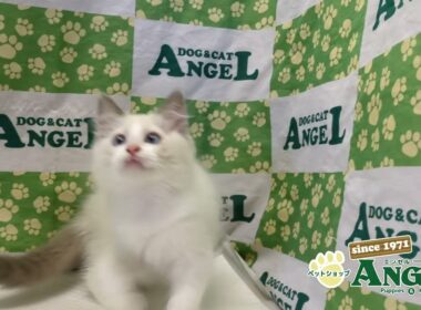 ラグドール 2508116 【ペットショップエンゼル　子犬・子猫販売】