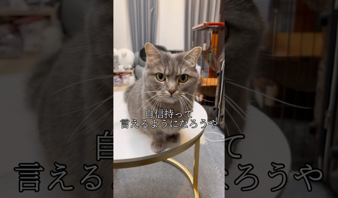 【猫】いいえ。短足マンチカンです。#shorts #猫 #猫好きさんと繋がりたい
