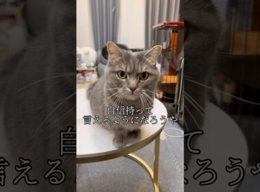 【猫】いいえ。短足マンチカンです。#shorts #猫 #猫好きさんと繋がりたい