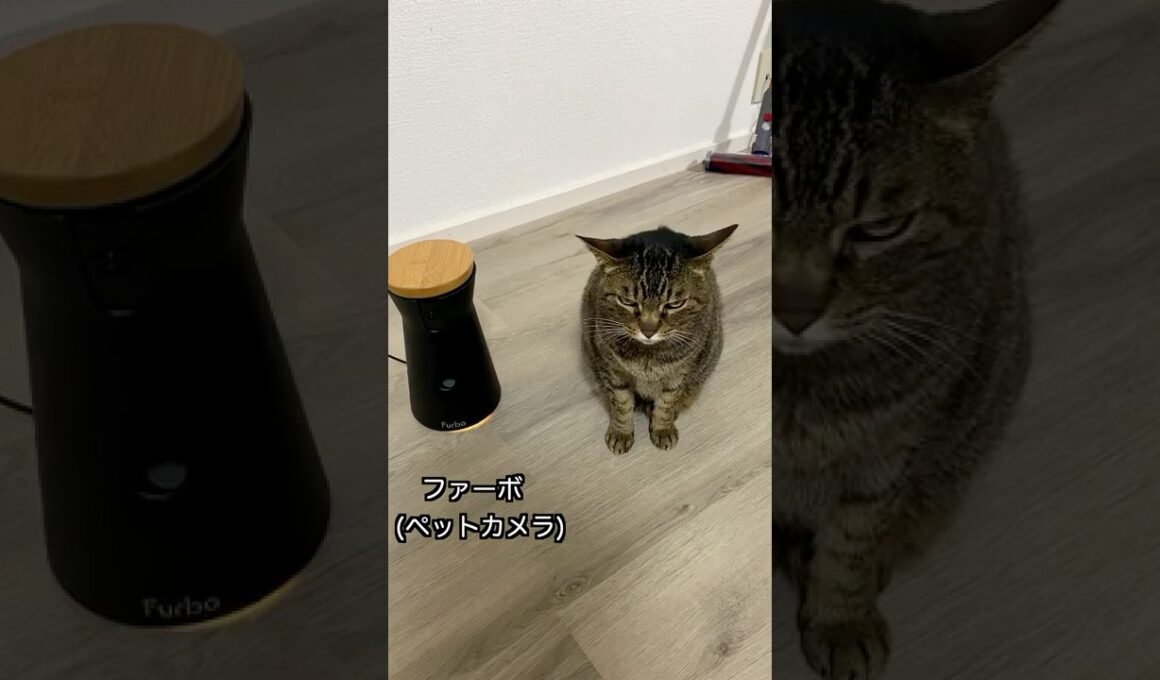 最新のペットカメラで凶暴猫におやつをあげてみた...