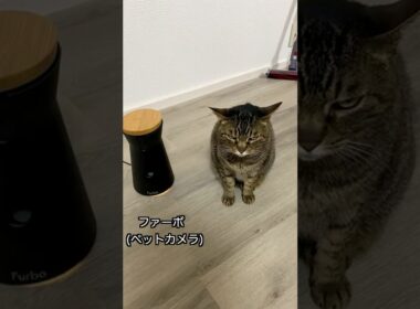 最新のペットカメラで凶暴猫におやつをあげてみた...