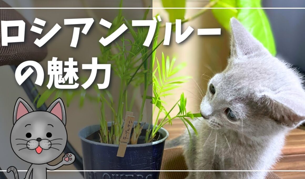 お迎えを検討中の皆さまへ【ロシアンブルー】猫