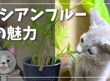 お迎えを検討中の皆さまへ【ロシアンブルー】猫