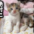 ありえない譲渡希望者が…貴方に子猫は絶対渡しません